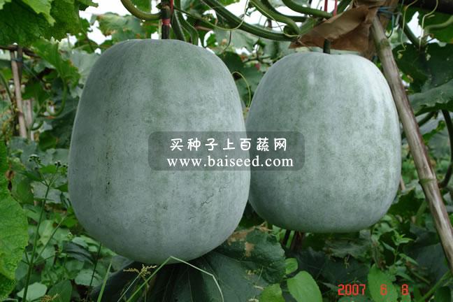 广东粤蔬 广利杂交粉皮冬瓜种子 广东农科院选育 瓜长35厘米 耐贮性好 冬瓜种子 20克/包