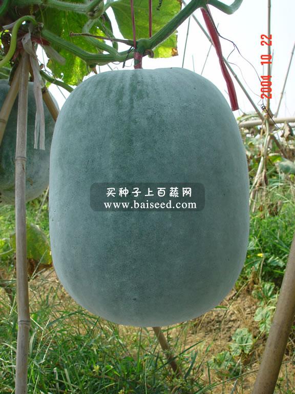 广东粤蔬 广利杂交粉皮冬瓜种子 广东农科院选育 瓜长35厘米 耐贮性好 冬瓜种子 20克/包