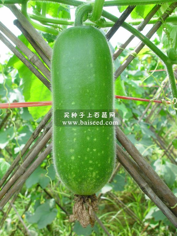 广东粤蔬 广优一号节瓜种子 广东农科院选育  适播1-4月 7-8月 节瓜种子 20克装