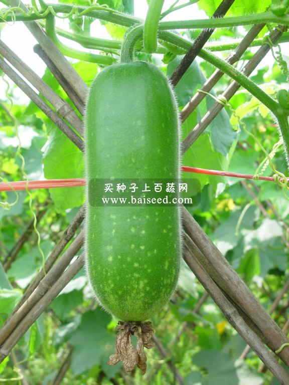 广东粤蔬 广优一号节瓜种子 广东农科院选育  适播1-4月 7-8月 节瓜种子 20克装