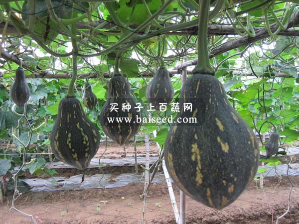 广州卓艺 香芋南瓜种子 农科院老专家选育 香味特浓 肉质致密 味香 适宜出口 南瓜种子 100粒