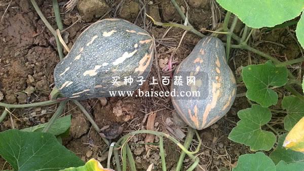 广州卓艺 香芋南瓜种子 农科院老专家选育 香味特浓 肉质致密 味香 适宜出口 南瓜种子 100粒