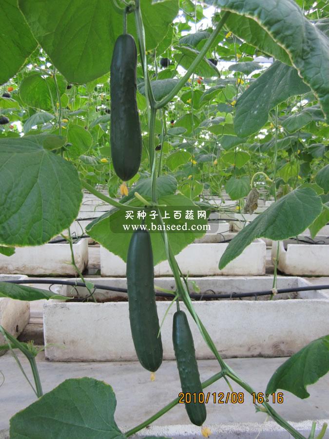 广州卓艺 小青瓜种子 水果青瓜 商品瓜长20cm 播种至初收约50天 单瓜重约100克 肉厚质脆甜 青瓜种子 5克装