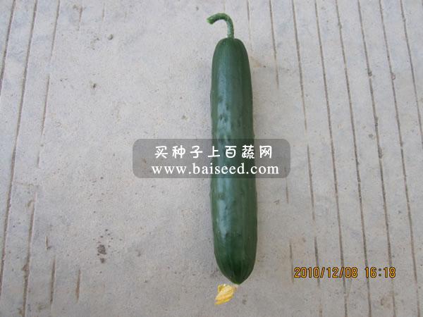 广州卓艺 小青瓜种子 水果青瓜 商品瓜长20cm 播种至初收约50天 单瓜重约100克 肉厚质脆甜 青瓜种子 5克装