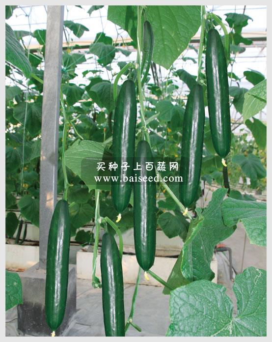 广州卓艺 小青瓜种子 水果青瓜 商品瓜长20cm 播种至初收约50天 单瓜重约100克 肉厚质脆甜 青瓜种子 5克装