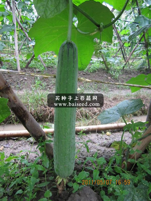 广州卓艺 丰优二号中度水瓜种子 耐热 耐湿 亩产3500公斤 水瓜种子 10克装