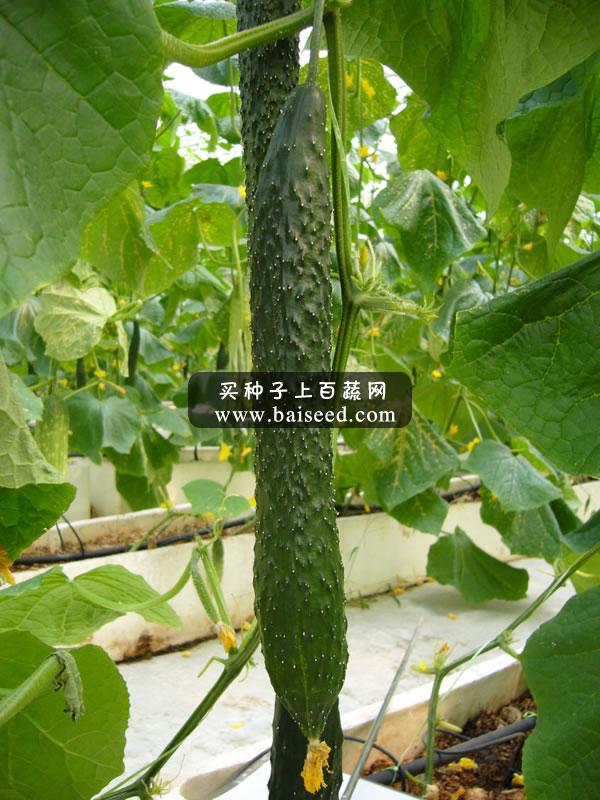 广州卓艺 绿丽青瓜种子 农科院老专家选育  获奖品种  耐低温 青瓜种子 10克装