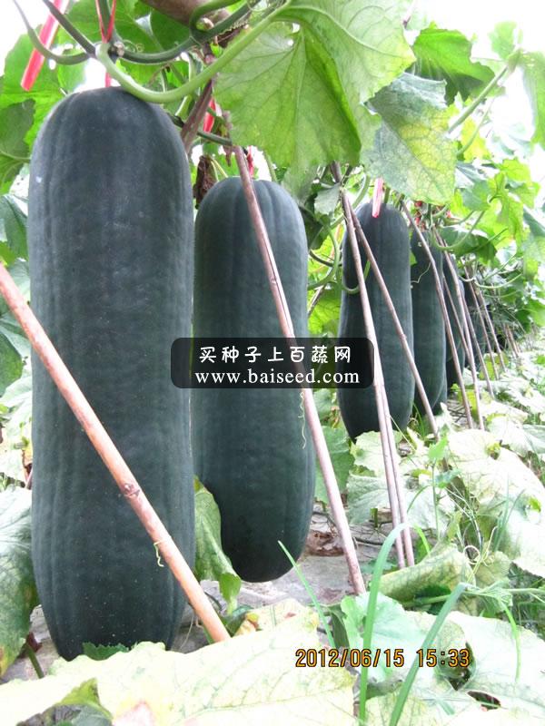 广州卓艺 杂交黑皮冬瓜种子 短棒型 颜色光亮 出口型专用品种 农科院老专家选育 颜色黑亮 60-65厘米长 瓜形靓 棱沟很浅 耐运 冬瓜种子 25克装