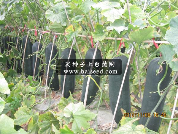 广州卓艺 杂交黑皮冬瓜种子 短棒型 颜色光亮 出口型专用品种 农科院老专家选育 颜色黑亮 60-65厘米长 瓜形靓 棱沟很浅 耐运 冬瓜种子 25克装