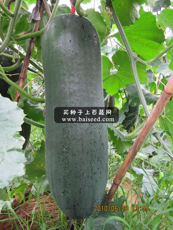 广州卓艺 杂交黑皮冬瓜种子 短棒型 颜色光亮 出口型专用品种 农科院老专家选育 颜色黑亮 60-65厘米长 瓜形靓 棱沟很浅 耐运 冬瓜种子 25克装