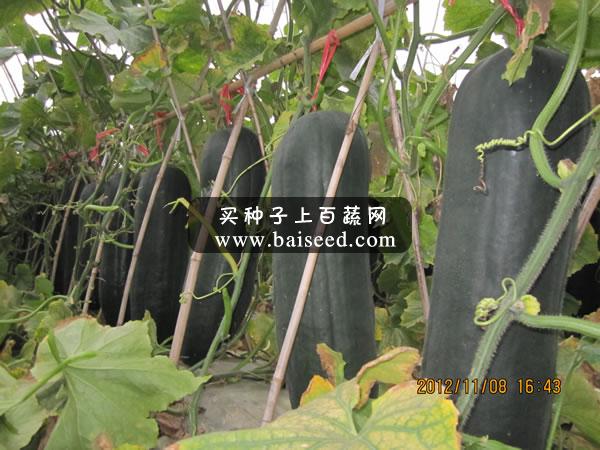 广州卓艺 杂交黑皮冬瓜种子 短棒型 颜色光亮 出口型专用品种 农科院老专家选育 颜色黑亮 60-65厘米长 瓜形靓 棱沟很浅 耐运 冬瓜种子 25克装