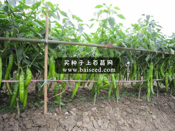 广东粤蔬 汇丰5号黄皮尖椒种子 广东农科院选育 果大肉厚 耐热耐湿 强抗病性 辣椒种子 8克装