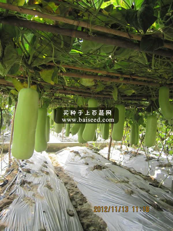 广州卓艺 新优短度蒲瓜种子 耐寒 早熟 优质 适宜出口 蒲瓜种子 20克装