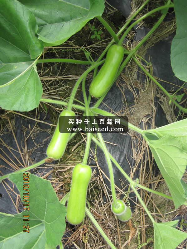 广州卓艺 新优短度蒲瓜种子 耐寒 早熟 优质 适宜出口 蒲瓜种子 20克装