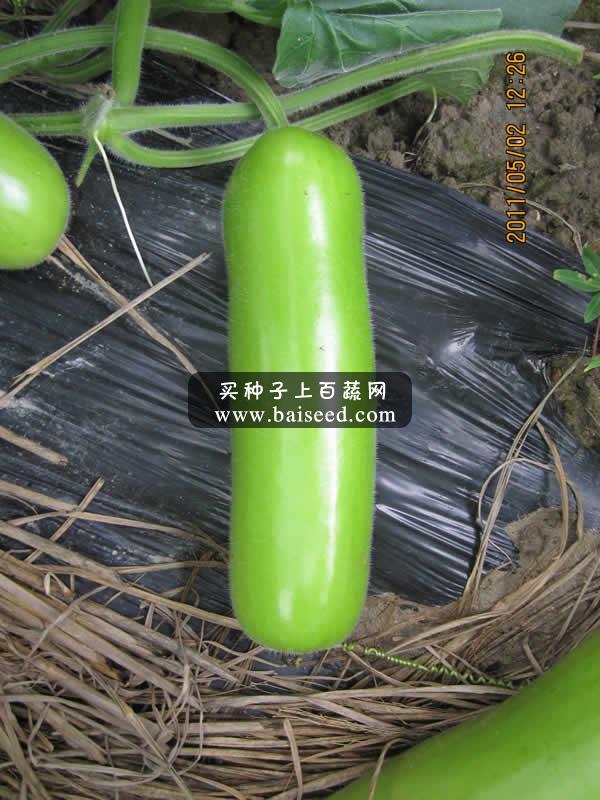 广州卓艺 新优短度蒲瓜种子 耐寒 早熟 优质 适宜出口 蒲瓜种子 20克装