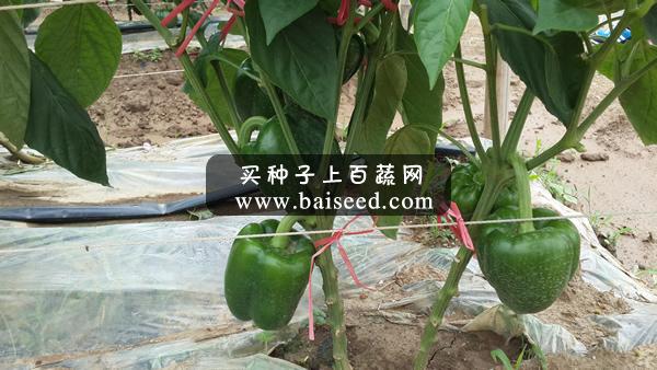 兴源多宝 甜椒 中早熟 市场畅销品种 强力推荐 辣椒种子 1000粒装