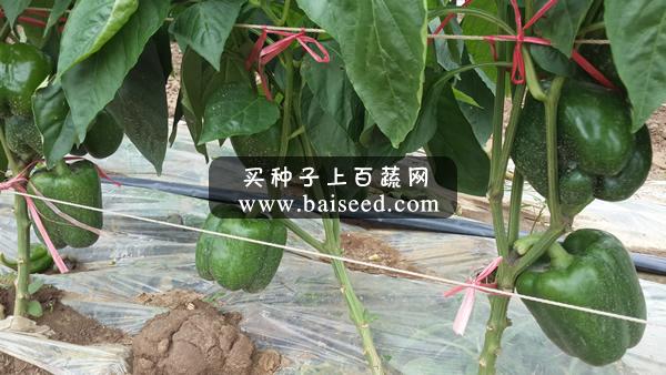 兴源多宝 甜椒 中早熟 市场畅销品种 强力推荐 辣椒种子 1000粒装