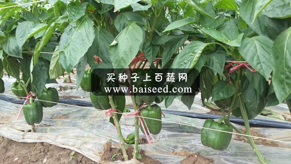 兴源多宝 甜椒 中早熟 市场畅销品种 强力推荐 辣椒种子 1000粒装