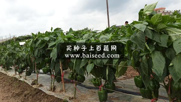 兴源多宝 甜椒 中早熟 市场畅销品种 强力推荐 辣椒种子 1000粒装