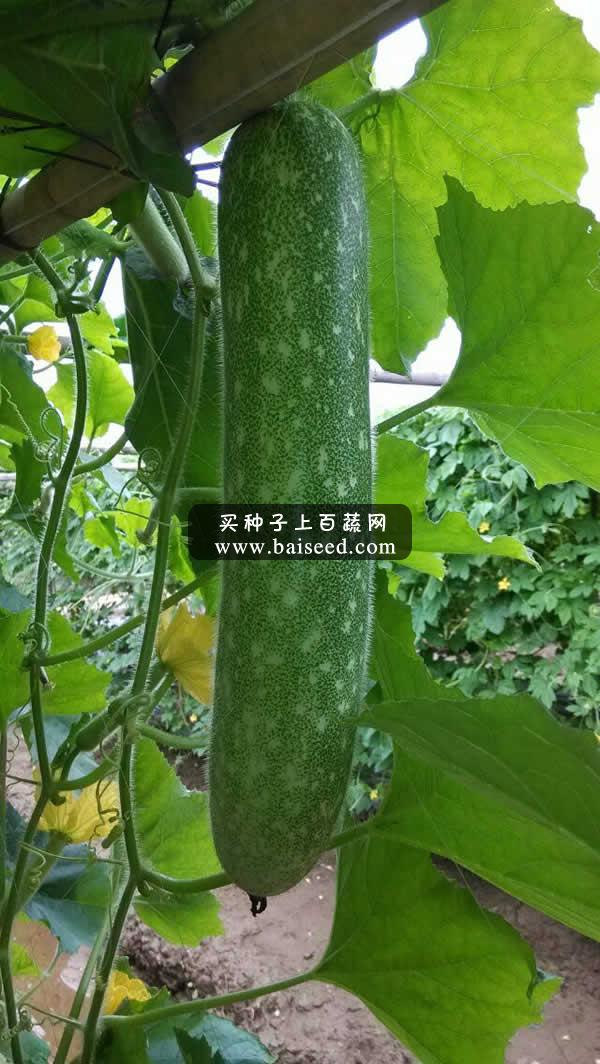 广东粤蔬 连环杂交九号节瓜 广东农科院选育 早熟 瓜形美观 瓜肉硬实 节瓜种子 15克装