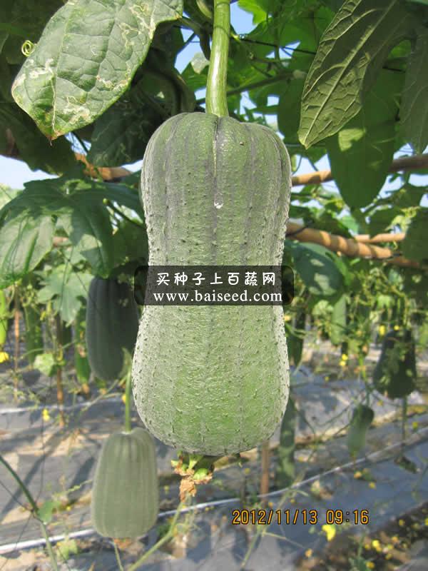 广州卓艺 丰优一号水瓜种子 品质特优 瓜长18-20厘米 水瓜种子 10克装
