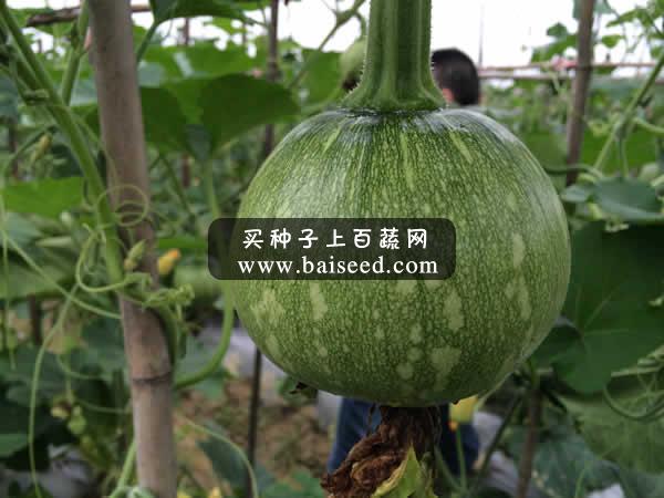 广州阳兴 长丰嫩早南瓜种子 肉厚 品质好 耐低温 抗性强 适应性广 南瓜种子 10克装