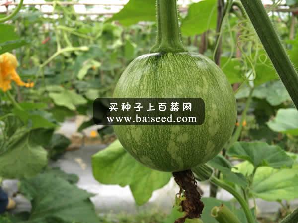广州阳兴 长丰嫩早南瓜种子 肉厚 品质好 耐低温 抗性强 适应性广 南瓜种子 10克装