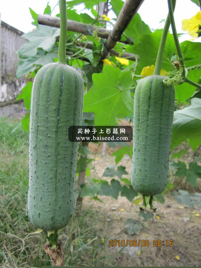 广州卓艺 丰优三号水瓜种子 耐热 耐湿 瓜长16-21厘米 水瓜种子 10克装