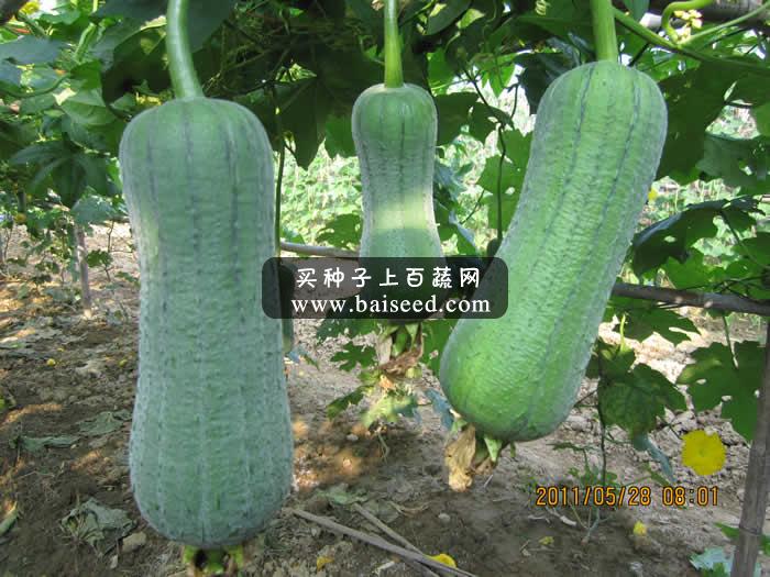 广州卓艺 丰优三号水瓜种子 耐热 耐湿 瓜长16-21厘米 水瓜种子 10克装
