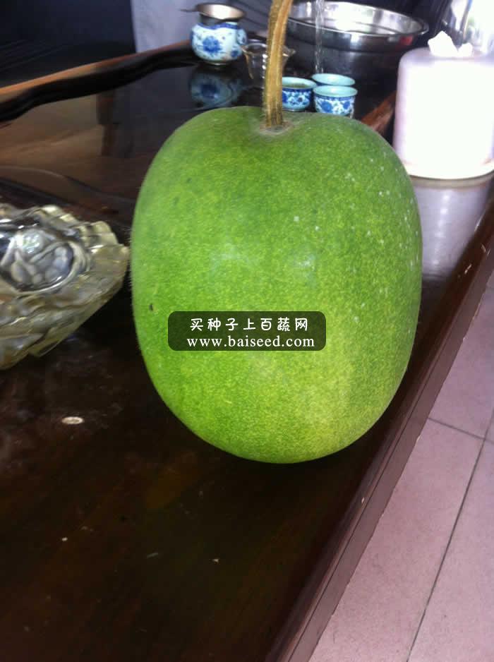 广州华绿 小冬瓜 高档优质小冬瓜种子 头尾整齐 深绿色 冬瓜种子 20粒装