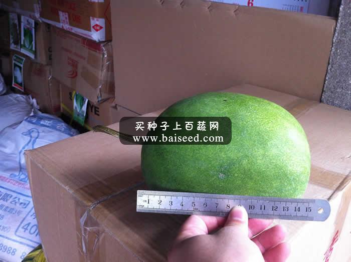 广州华绿 小冬瓜 高档优质小冬瓜种子 头尾整齐 深绿色 冬瓜种子 20粒装