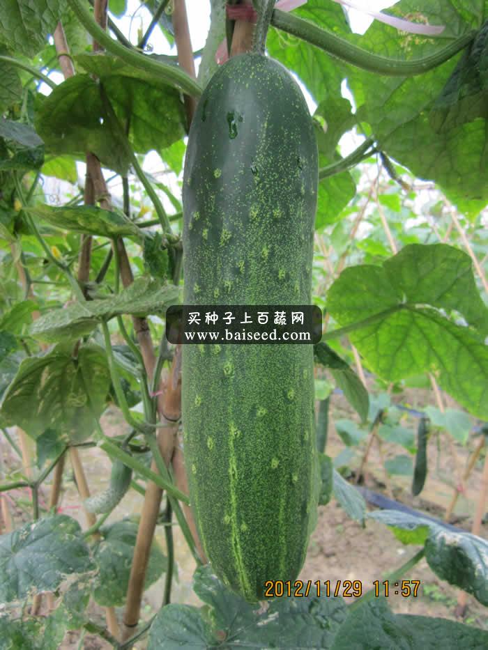 广州卓艺 优胜二号大吊瓜种子 农科院老专家选育 抗病性强 吊瓜种子 10克装