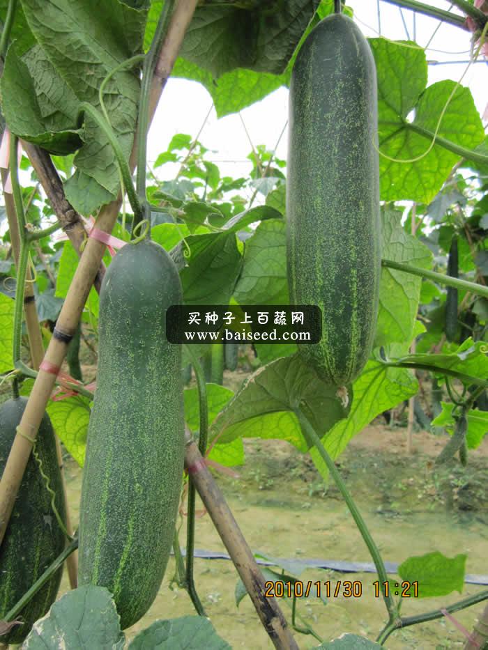 广州卓艺 优胜二号大吊瓜种子 农科院老专家选育 抗病性强 吊瓜种子 10克装