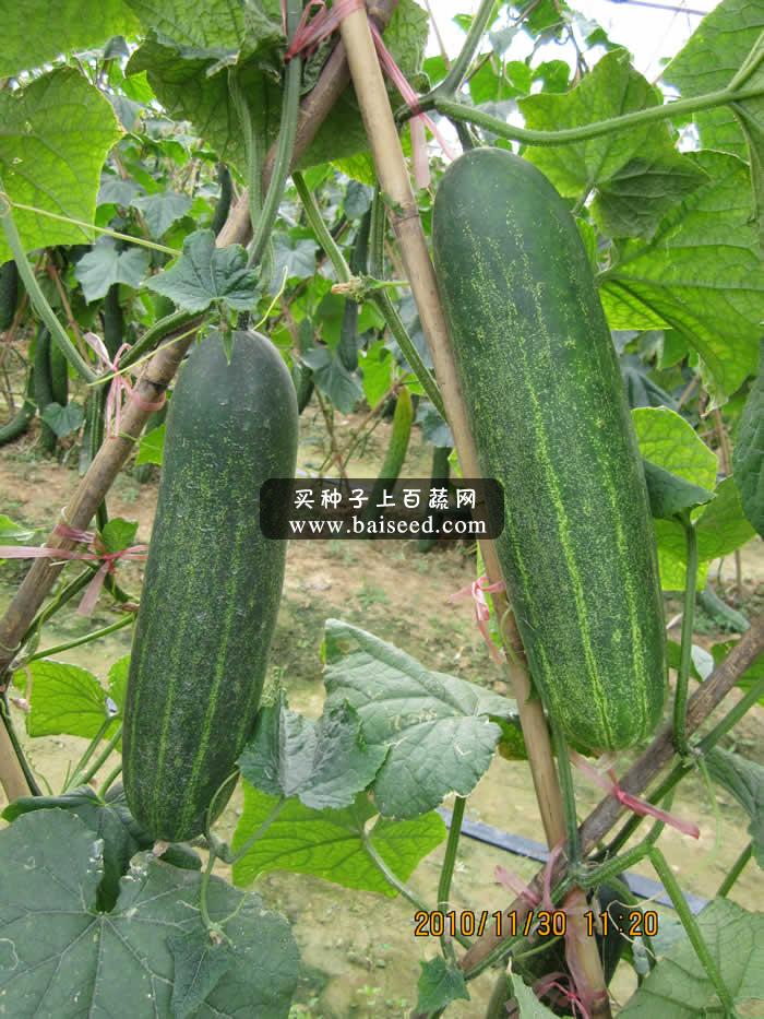 广州卓艺 优胜二号大吊瓜种子 农科院老专家选育 抗病性强 吊瓜种子 10克装