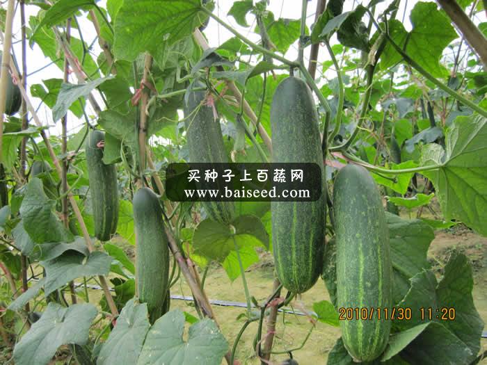 广州卓艺 优胜二号大吊瓜种子 农科院老专家选育 抗病性强 吊瓜种子 10克装
