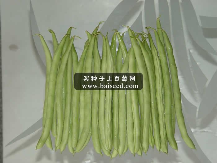 广东粤蔬 12号双青玉豆种子 广东农科院选育 亩产2500公斤 1-2月 8-10月适播 玉豆种子 400克装