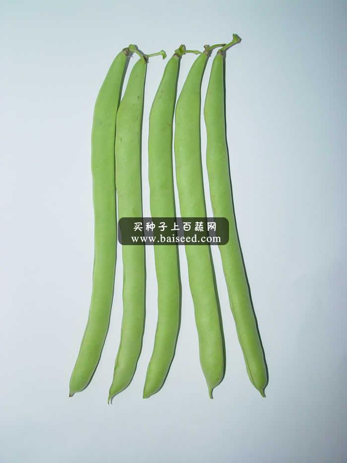 广东粤蔬 12号双青玉豆种子 广东农科院选育 亩产2500公斤 1-2月 8-10月适播 玉豆种子 400克装