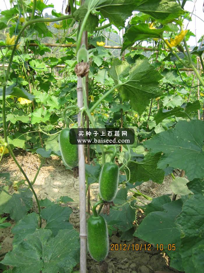 广州卓艺 粤秀节瓜种子 农科院老专家选育 早熟抗病 瓜长15-17厘米 出口型 节瓜种子 20克装