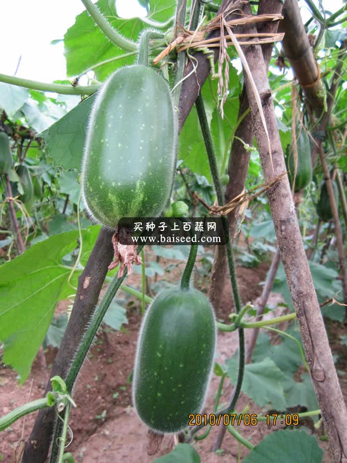广州卓艺 粤秀节瓜种子 农科院老专家选育 早熟抗病 瓜长15-17厘米 出口型 节瓜种子 20克装