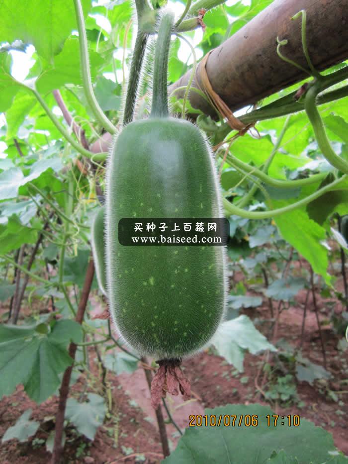 广州卓艺 粤秀节瓜种子 农科院老专家选育 早熟抗病 瓜长15-17厘米 出口型 节瓜种子 20克装