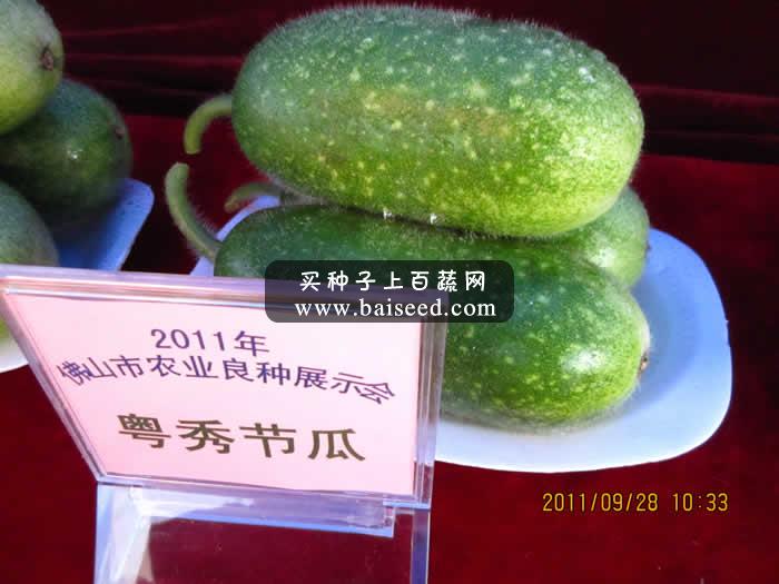 广州卓艺 粤秀节瓜种子 农科院老专家选育 早熟抗病 瓜长15-17厘米 出口型 节瓜种子 20克装