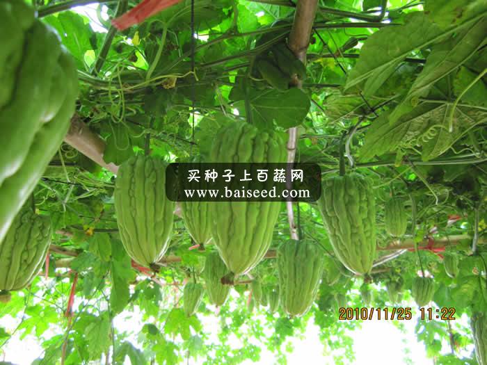 广州卓艺 农家乐八号大顶苦瓜种子 特早熟 肉厚 皮色浓绿有光泽 瓜长15厘米 苦瓜种子 20克装