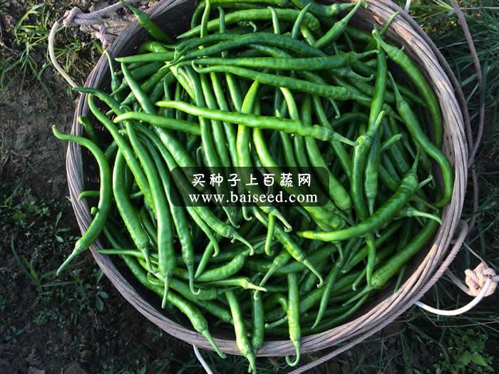 广州阳兴 秀田绿美人线椒种子 椒条更粗更长更亮 特高产 强烈推荐 辣椒种子 1000粒