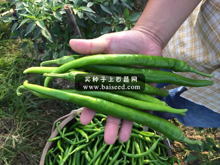广州阳兴 秀田绿美人线椒种子 椒条更粗更长更亮 特高产 强烈推荐 辣椒种子 1000粒