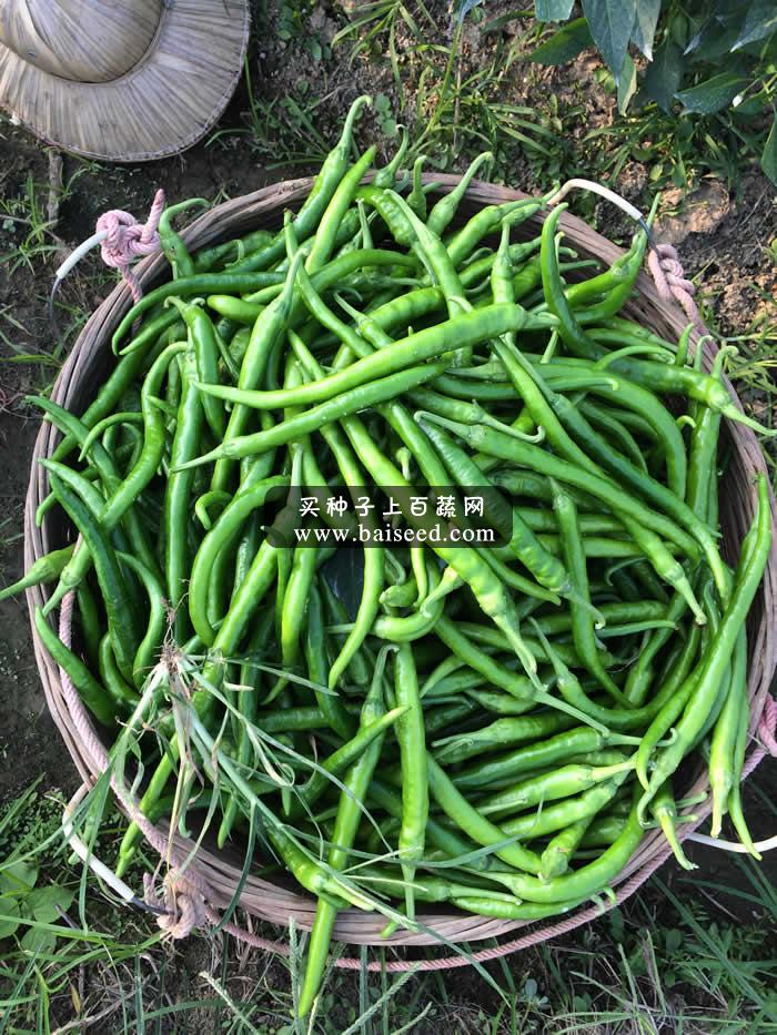 广州阳兴 秀田绿美人线椒种子 椒条更粗更长更亮 特高产 强烈推荐 辣椒种子 1000粒