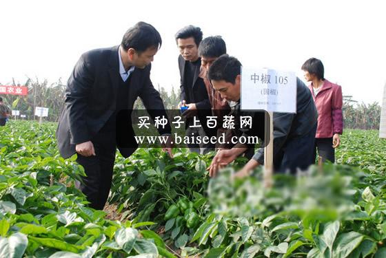 北京中蔬 中椒105号甜椒种子 中国农科院出品 产量极高 抗性好 甜椒种子 10g