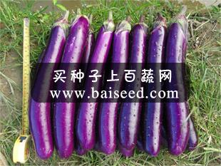 广州农达 长丰二号红茄种子 瓜形优美 抗病性好 占湛江紫红茄市场的70% 茄子种子 8克装