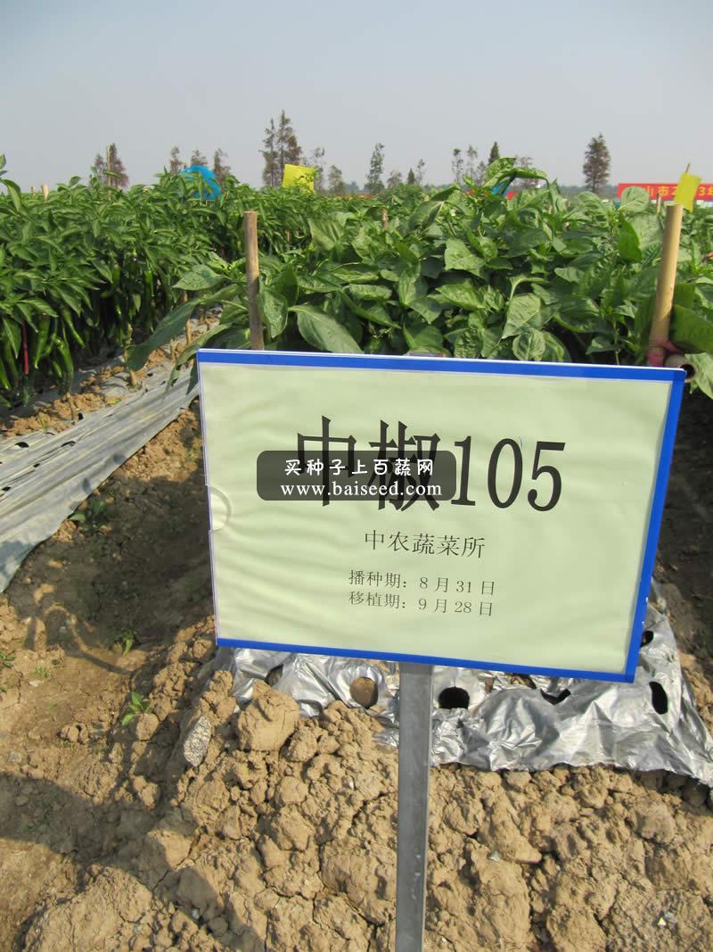 北京中蔬 中椒105号甜椒种子 中国农科院出品 产量极高 抗性好 甜椒种子 10g