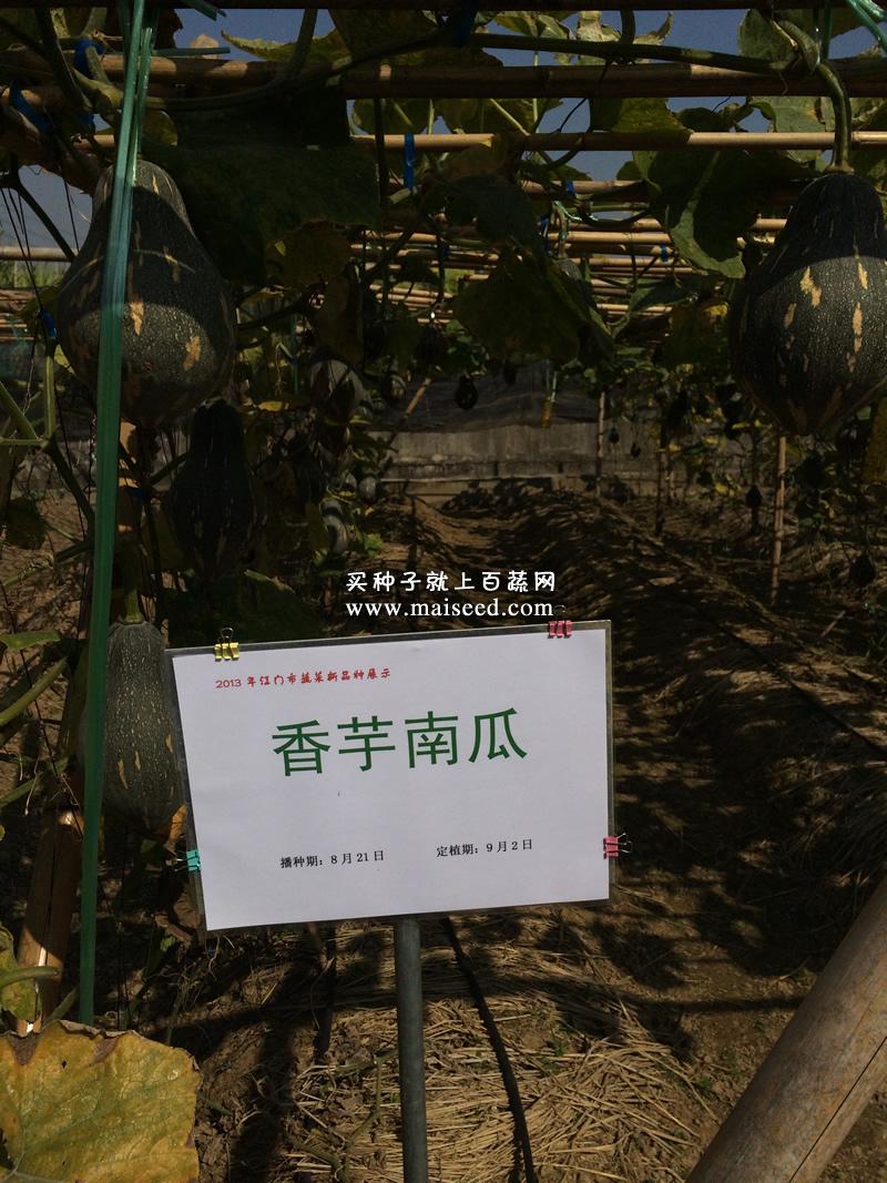 广州卓艺 香芋南瓜种子 农科院老专家选育 香味特浓 肉质致密 味香 适宜出口 南瓜种子 100粒