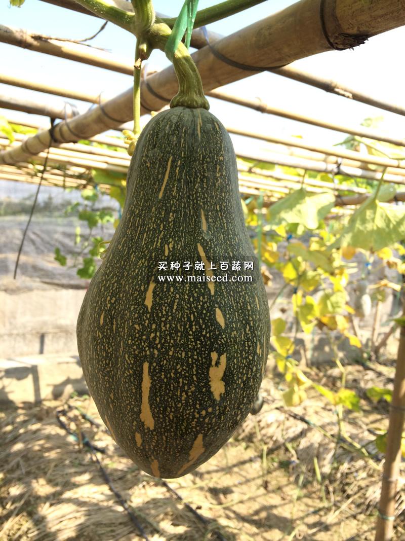 广州卓艺 香芋南瓜种子 农科院老专家选育 香味特浓 肉质致密 味香 适宜出口 南瓜种子 100粒